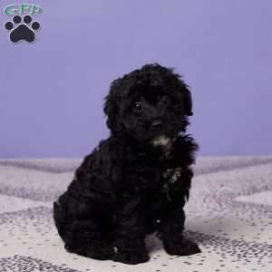 Petunia, Miniature Poodle Puppy